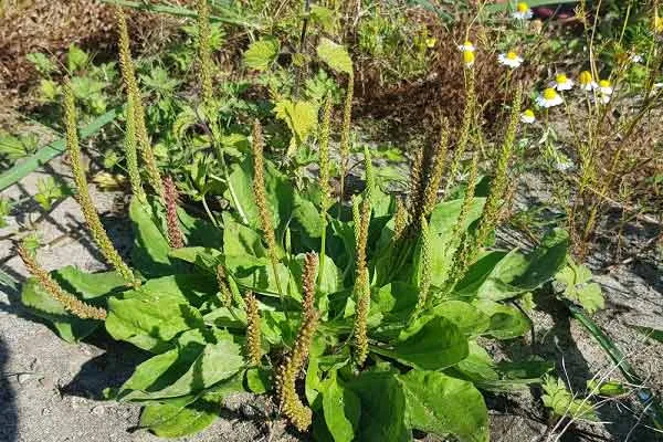 خواص بارهنگ