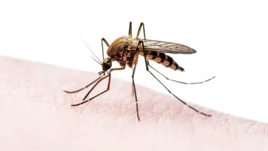 Disease carrying mosquitoes 1