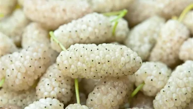 طول عمر