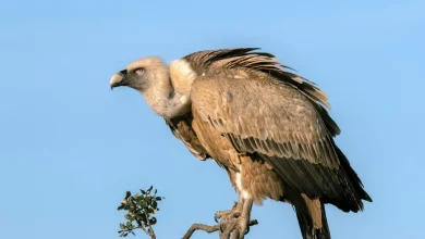 vulture