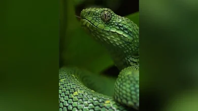 آتریس کلورچیز؛ خطرناک، سمی و بدون پادزهر فیلم