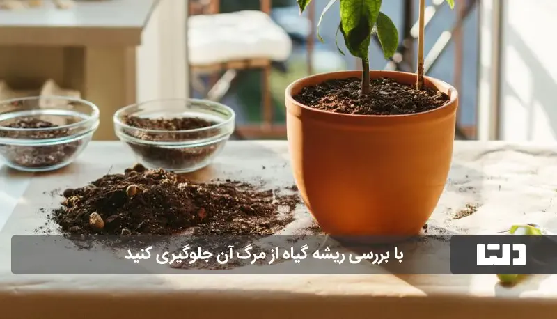 این 4 نشانه خبر از مرگ گیاه می دهد