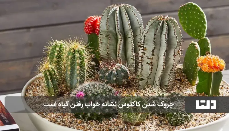 این 4 نشانه خبر از مرگ گیاه می دهد3