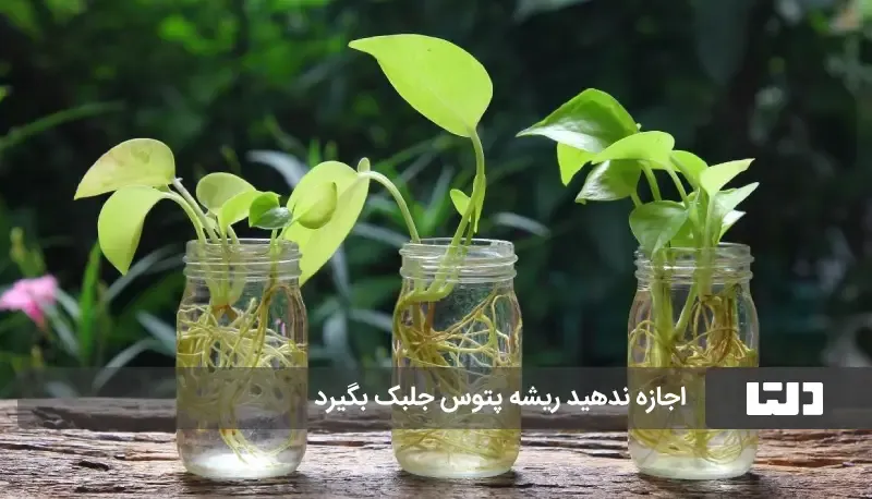 گیاه