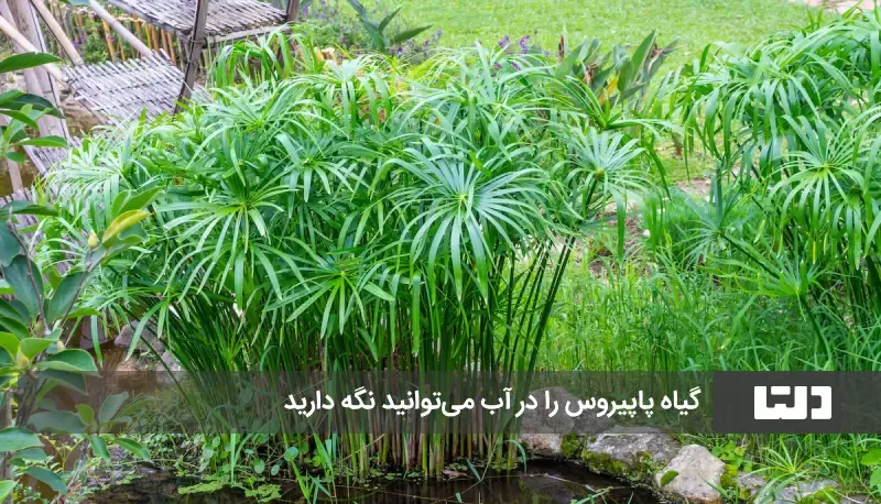 گیاه