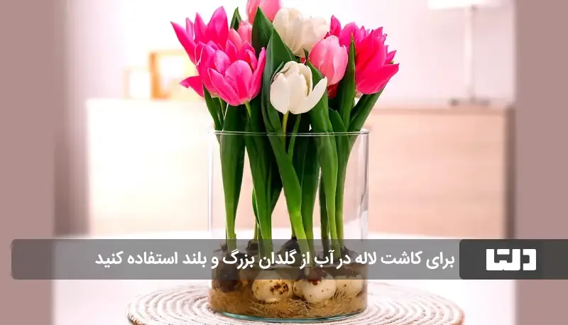 گیاه