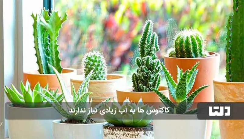 گیاهان آپارتمانی