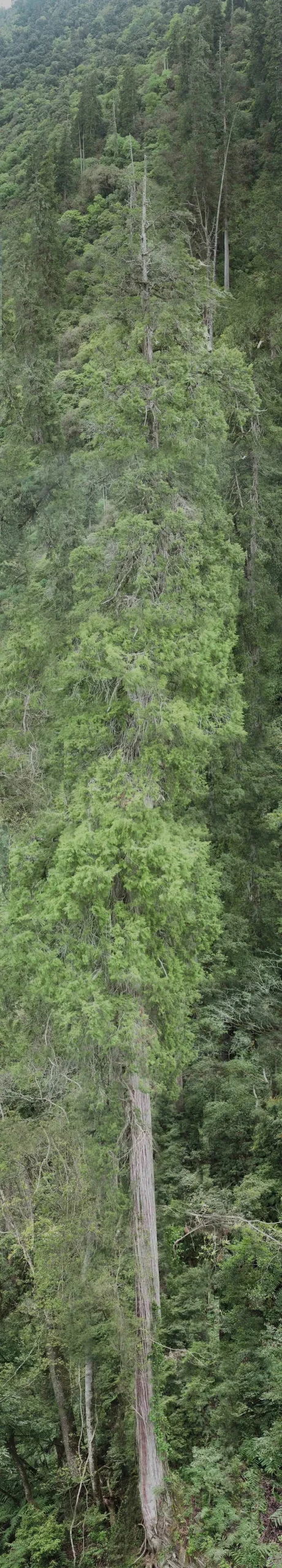 بلندترین درخت جهان