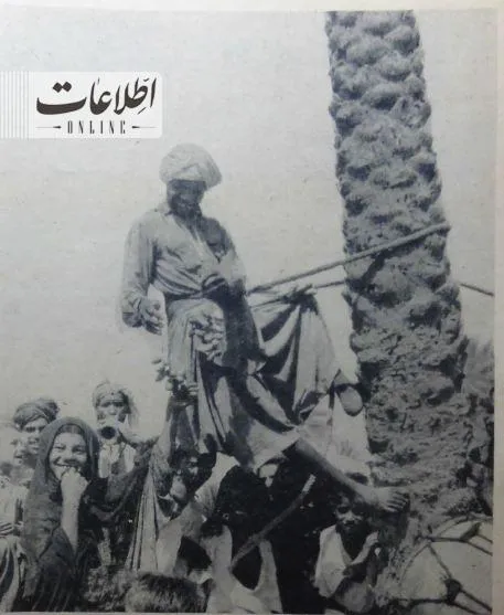 جشن خرما چینی