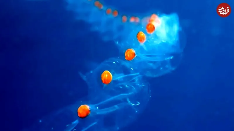 جانوری که سریع‌ترین رشد جهان را دارد و اقیانوس‌ ها را تصفیه می‌کند