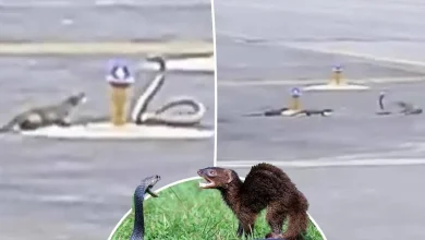 جنگ خدنگ و مار کبرا منجر به توقف پرواز هواپیما شدفیلم