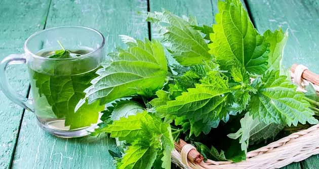 خاصیت گزنه برای قند