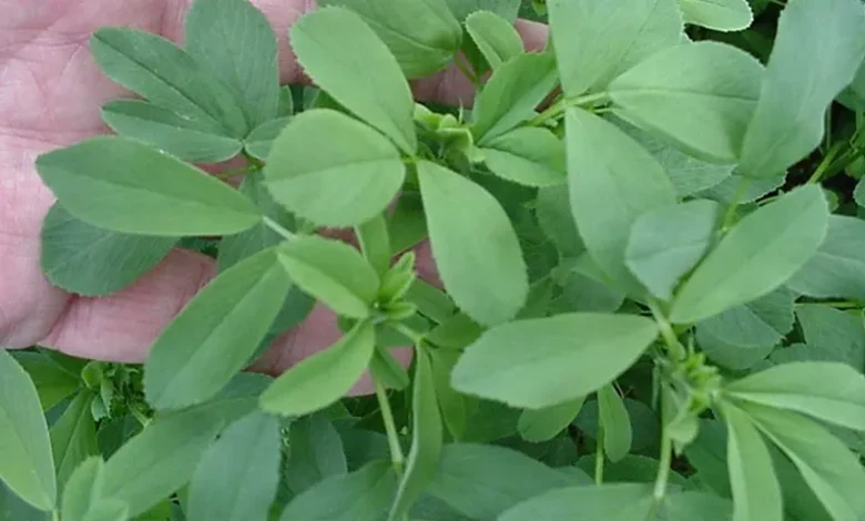 خواص عرق یونجه