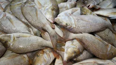 خواص ماهی سنگسرارزش غذایی1