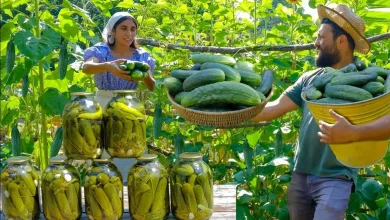 در این ویدئو یک زوج روستایی اهل آذربایجان را خواهید دیدکه با خیارهای تازه و سیر خیارشورهای خوشمزه ای درست می کنند