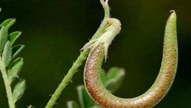 پاکسازی خون