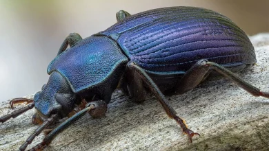 سوسک آبی خیره‌کننده در بریتانیا