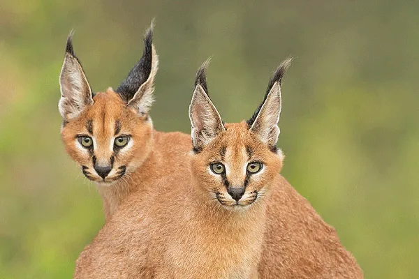 سیاه‌گوش