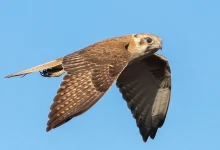 شاهین