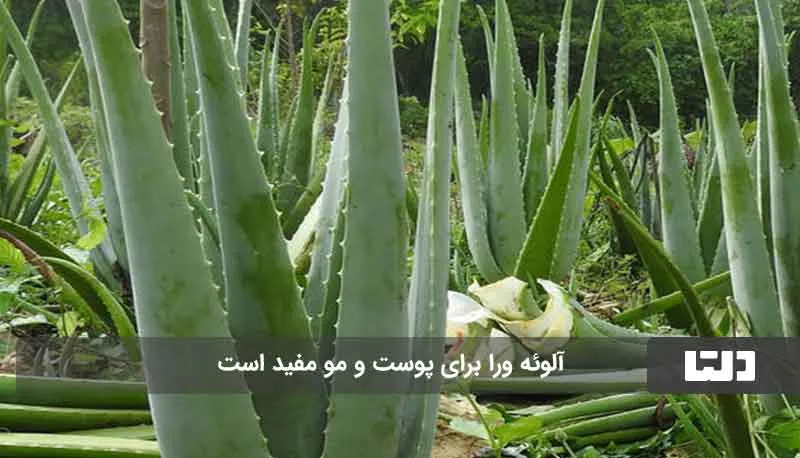 شهر آلوئه ورا ایران کجاست؟