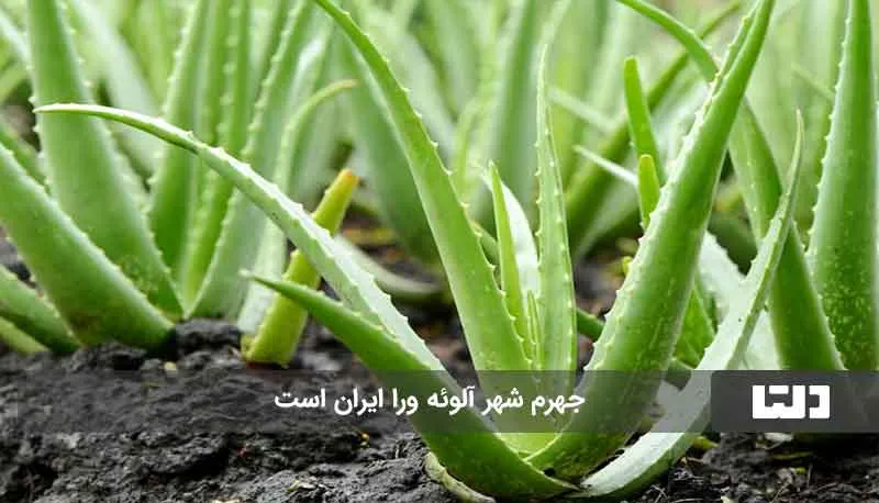 شهر آلوئه ورا ایران کجاست؟1