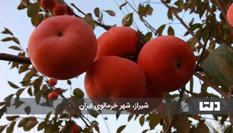 شهر خرمالو ایران کجاست؟