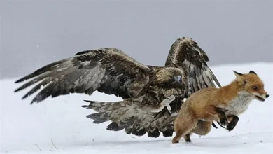 شکار روباه توسط عقاب وحشی فیلم