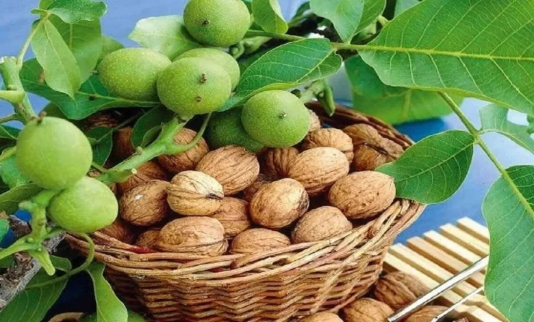 دمنوش پوست سبز گردو