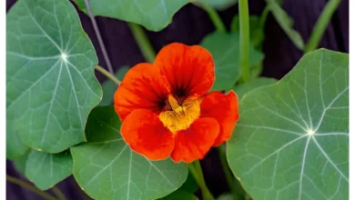 فواید عرق نسترن روش مصرف6