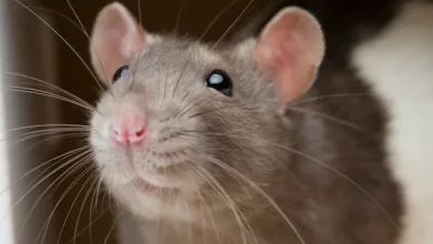 موش