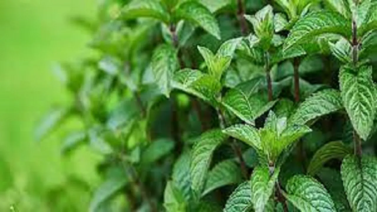 نعناع؛ گیاه معجزه‌گر یا داروی خطرناک؟