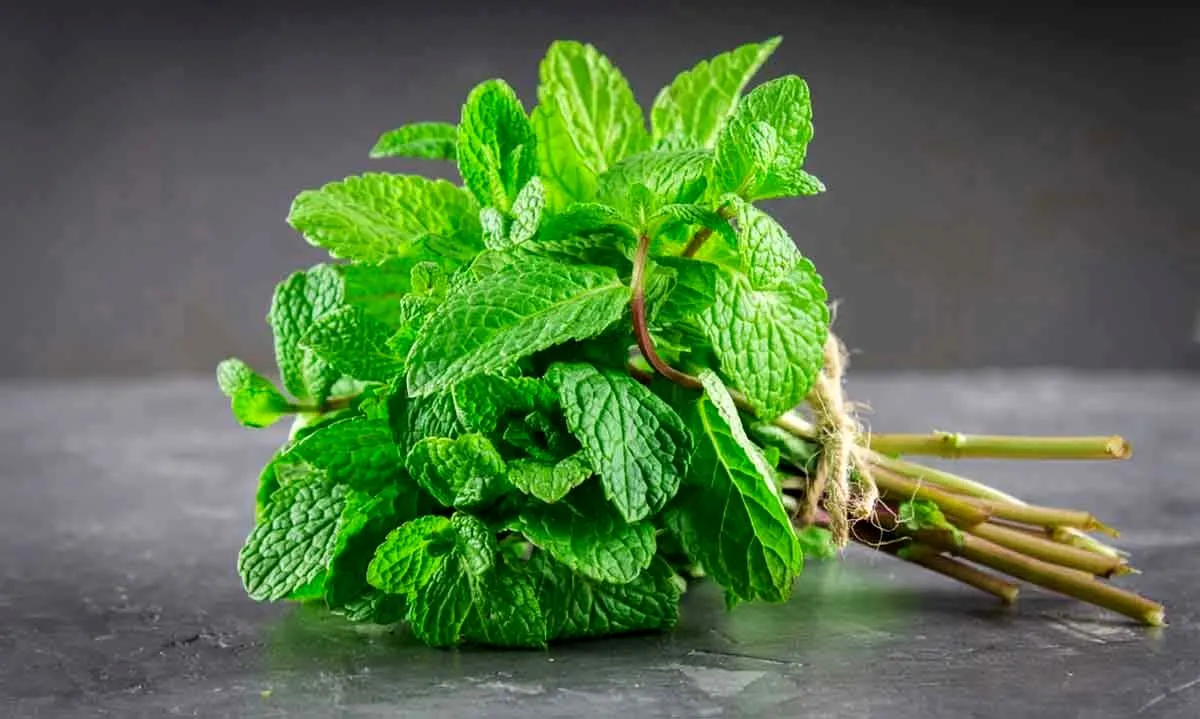 نعناع؛ گیاه معجزه‌گر یا داروی خطرناک؟1