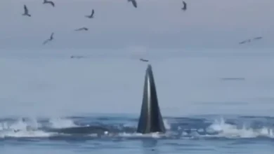 نهنگ
