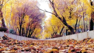 پاییز