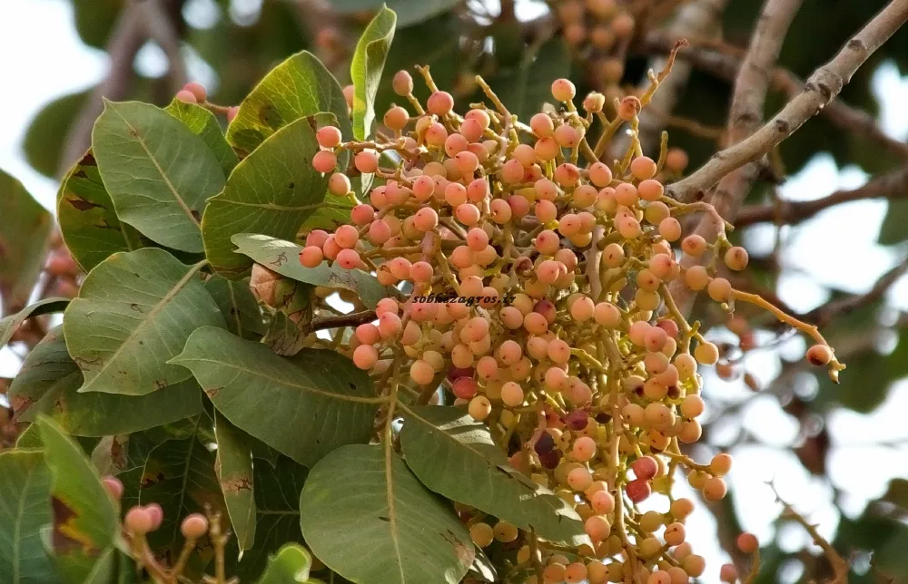 خواص روغن بنه