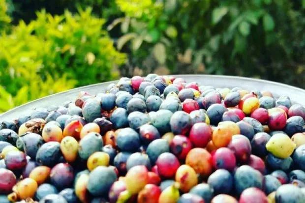 خواص روغن بنه