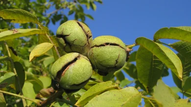 پوست سبز گردو