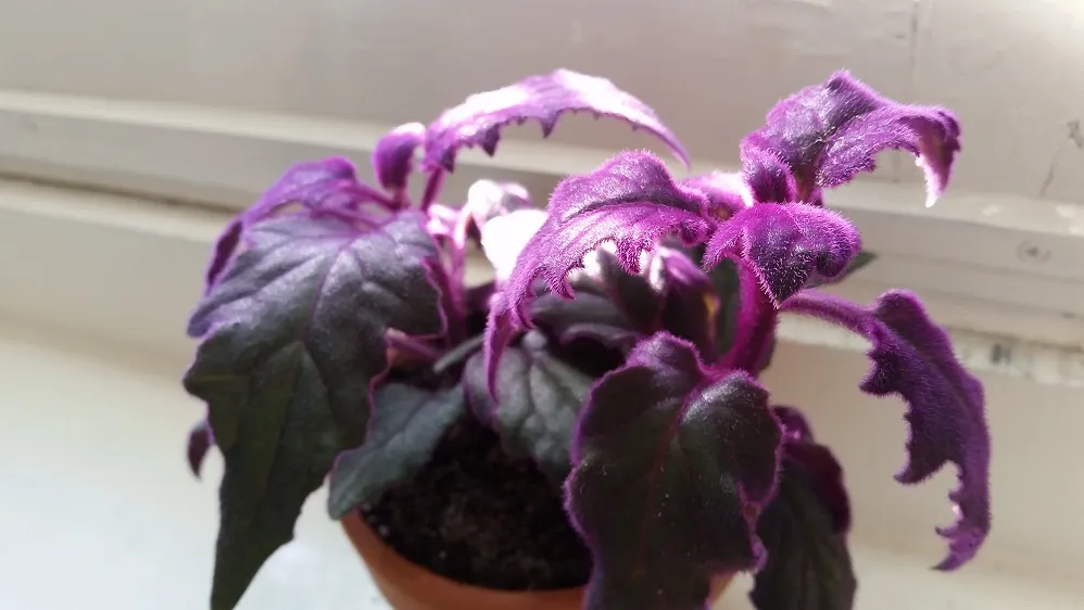 ژینورا