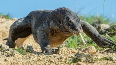 گراز