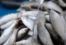 رانندگی در تابستان