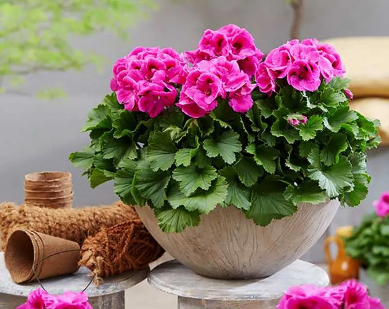 گیاهان آپارتمانی که گل می‌دهند