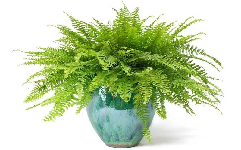 گیاهان