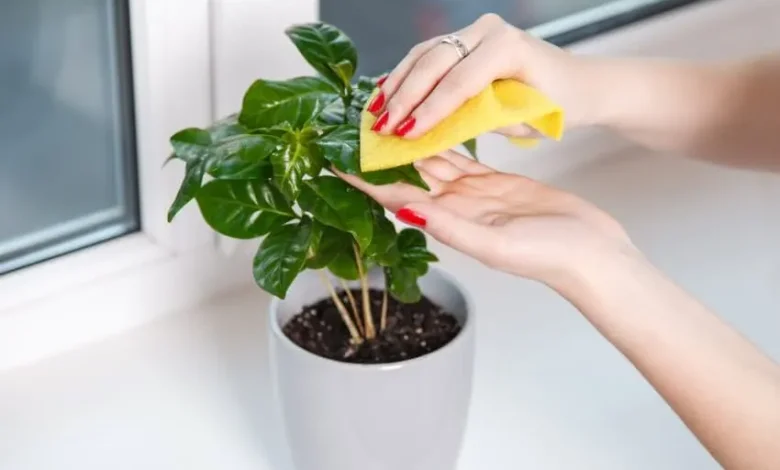 نجات گیاهان از گرما