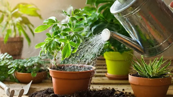 نجات گیاهان از گرما