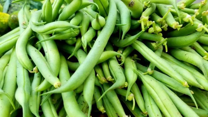 ۳ روش اصولی برای فریز کردن لوبیا سبز