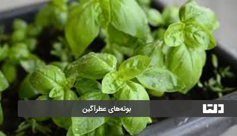 ۷ گیاه آپارتمانی خوشبوکننده