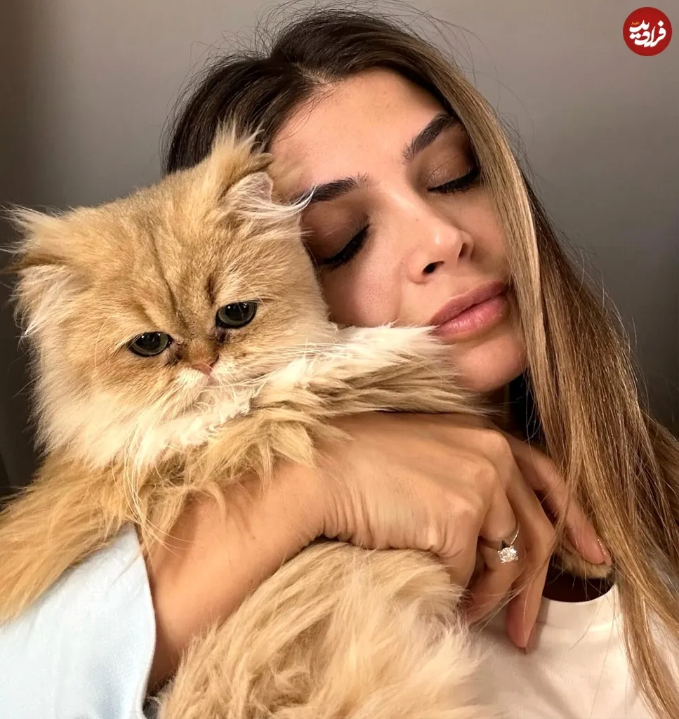 حبیب لیسانسه ها