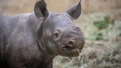 baby rhino