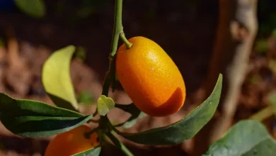 آموزش کاشت کامکوات در گلدان و شرایط نگهداری از آن4