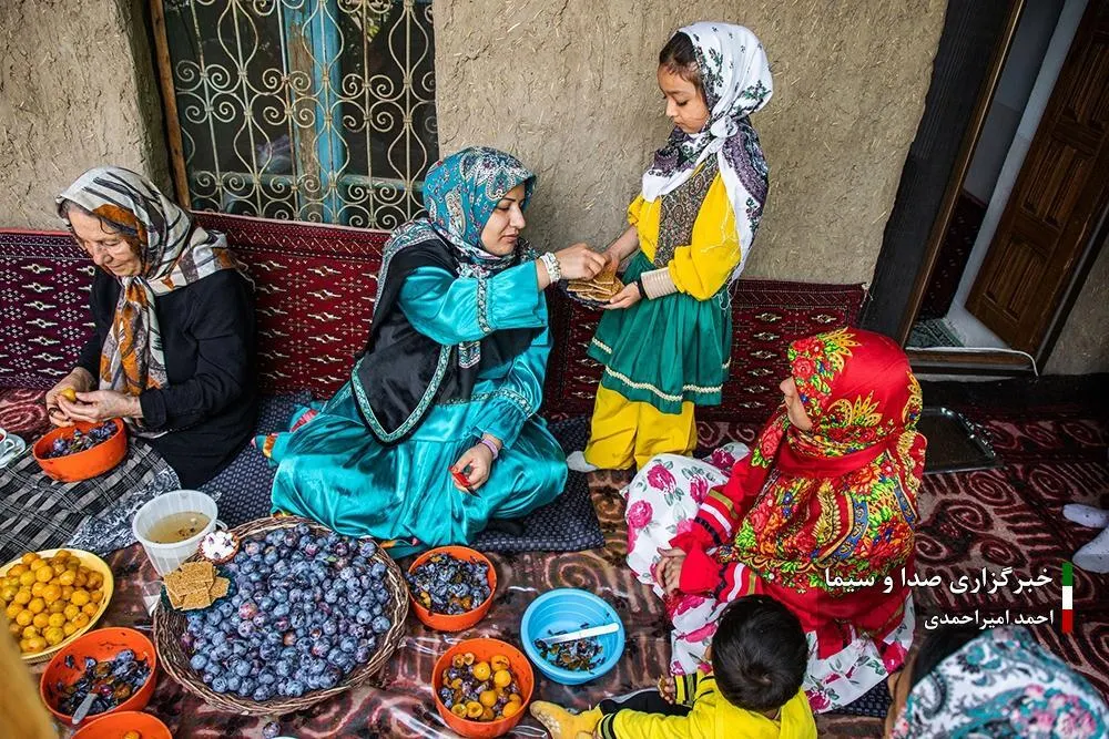 آغاز برداشت بهترین آلوی ایران